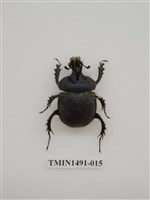 藏品(金龜科(一)外國)的圖片